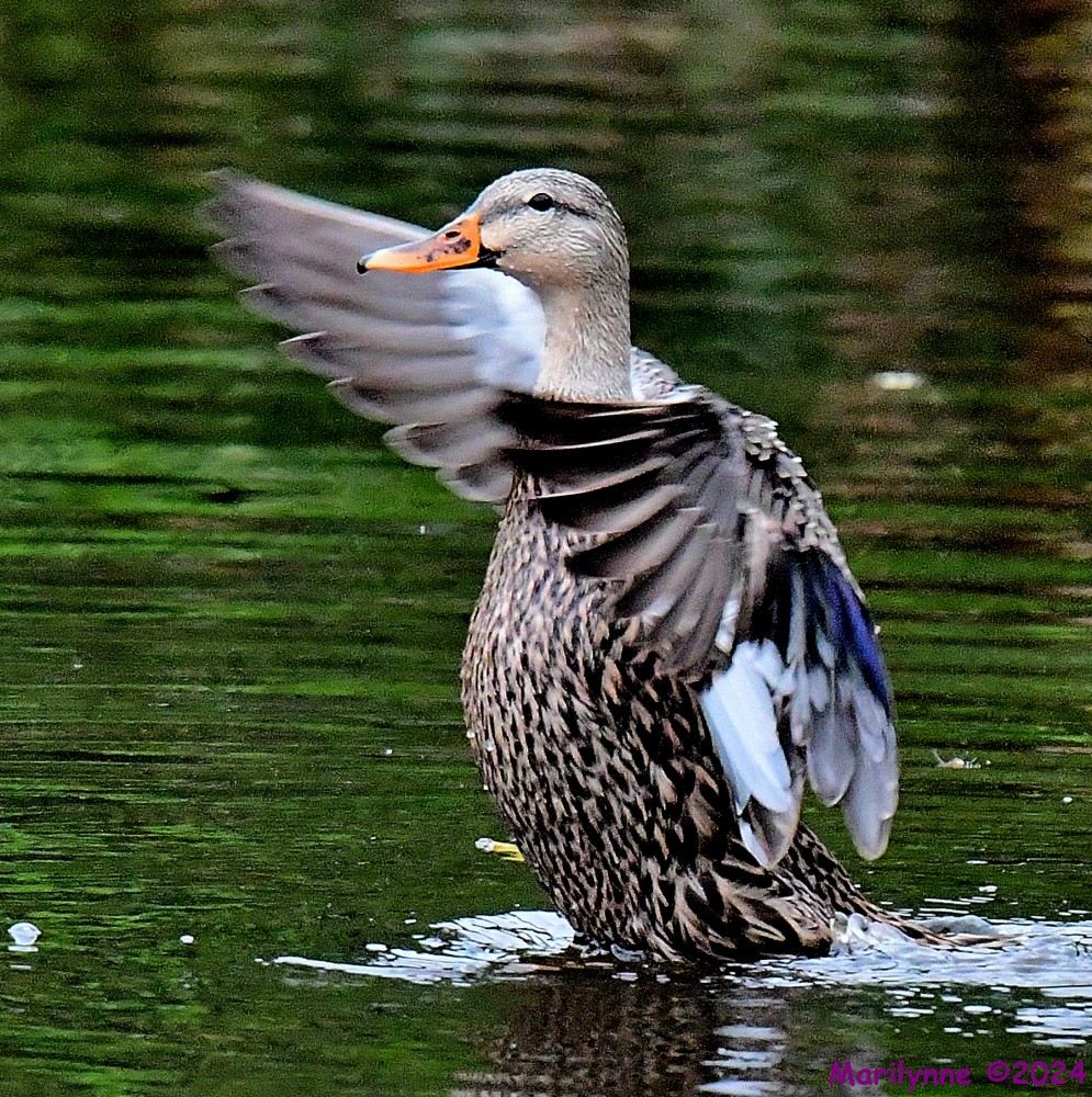 DSC_3393_001.JPG