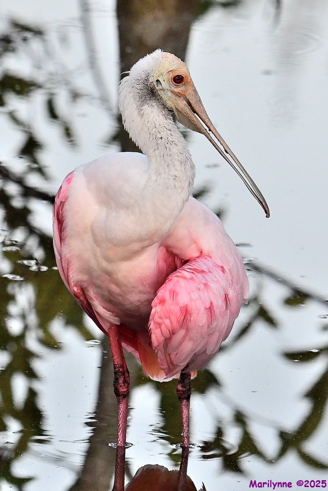 DSC_3393_001.JPG