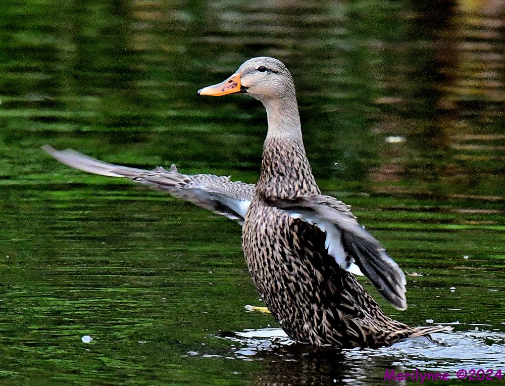 DSC_3394_001.JPG