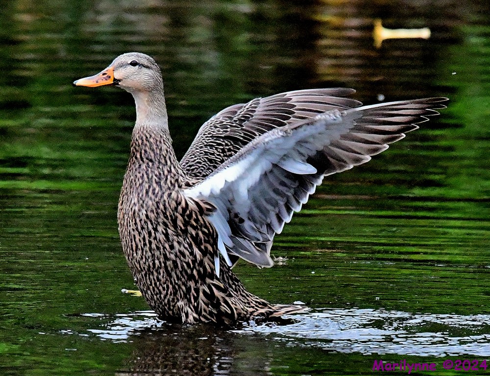 DSC_3395_001.JPG