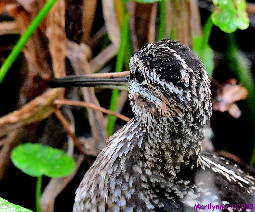DSC_3396_001.JPG
