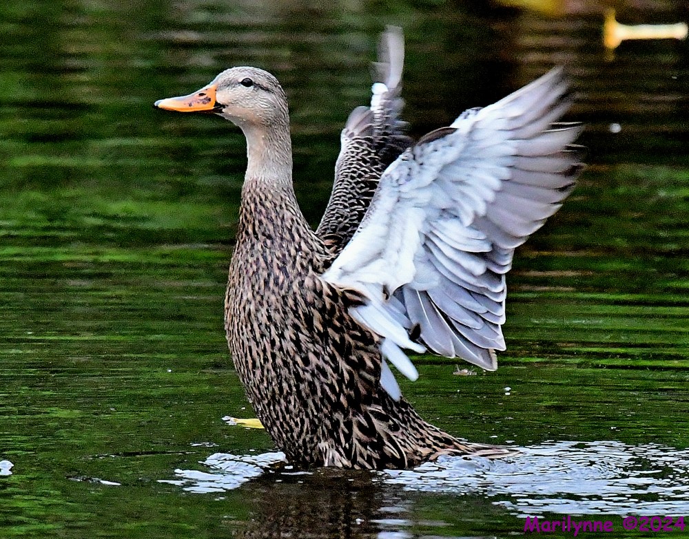 DSC_3396_001.JPG