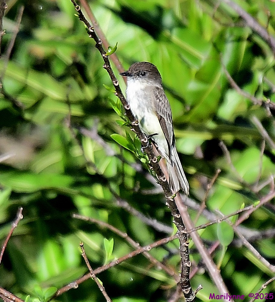 DSC_3396_001.JPG