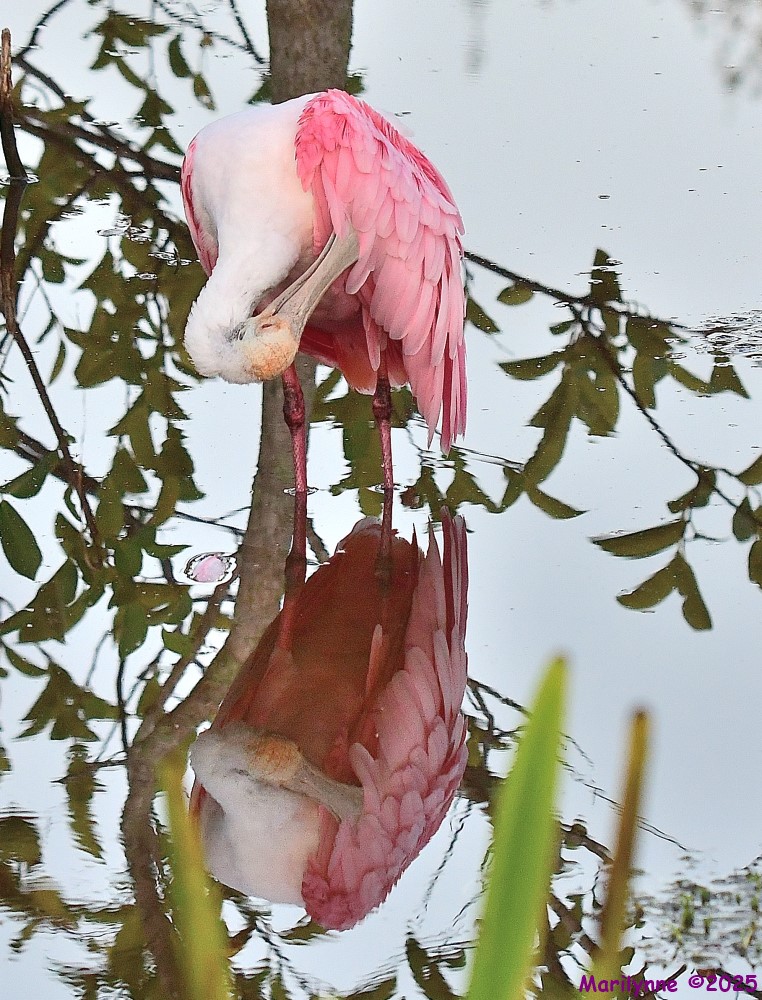 DSC_3397_001.JPG
