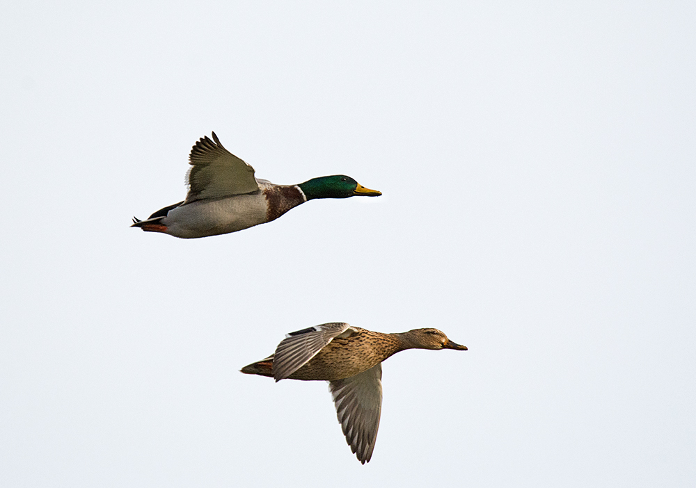 DSC_3398.jpg