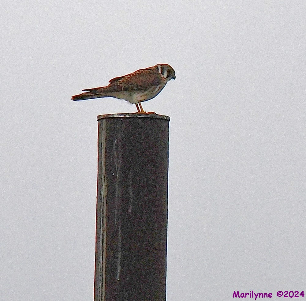 DSC_3398_001.JPG
