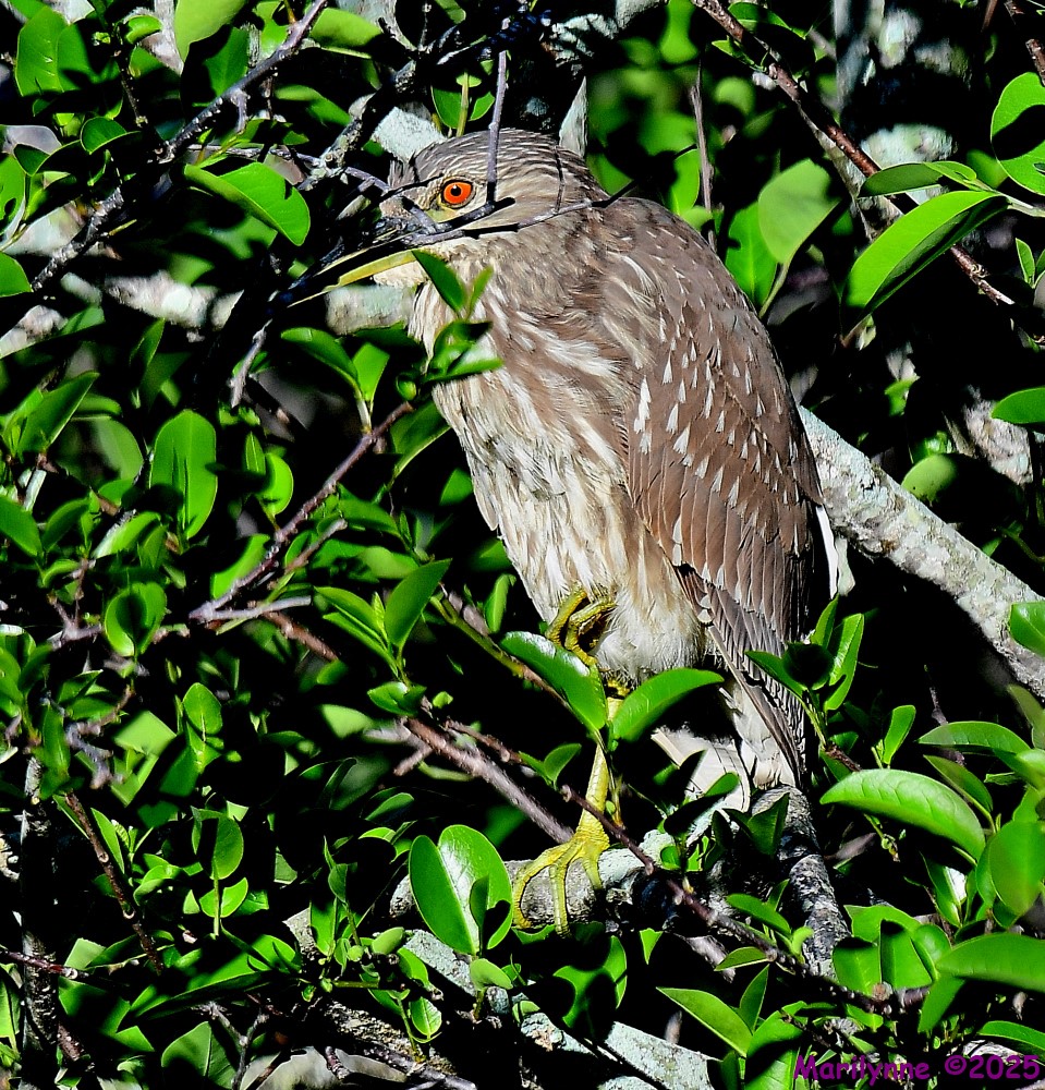 DSC_3399_001.JPG