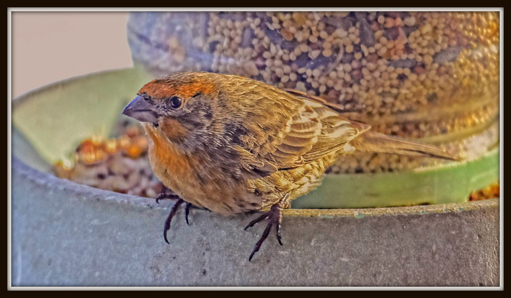 DSC_3400-Edit-001.jpg