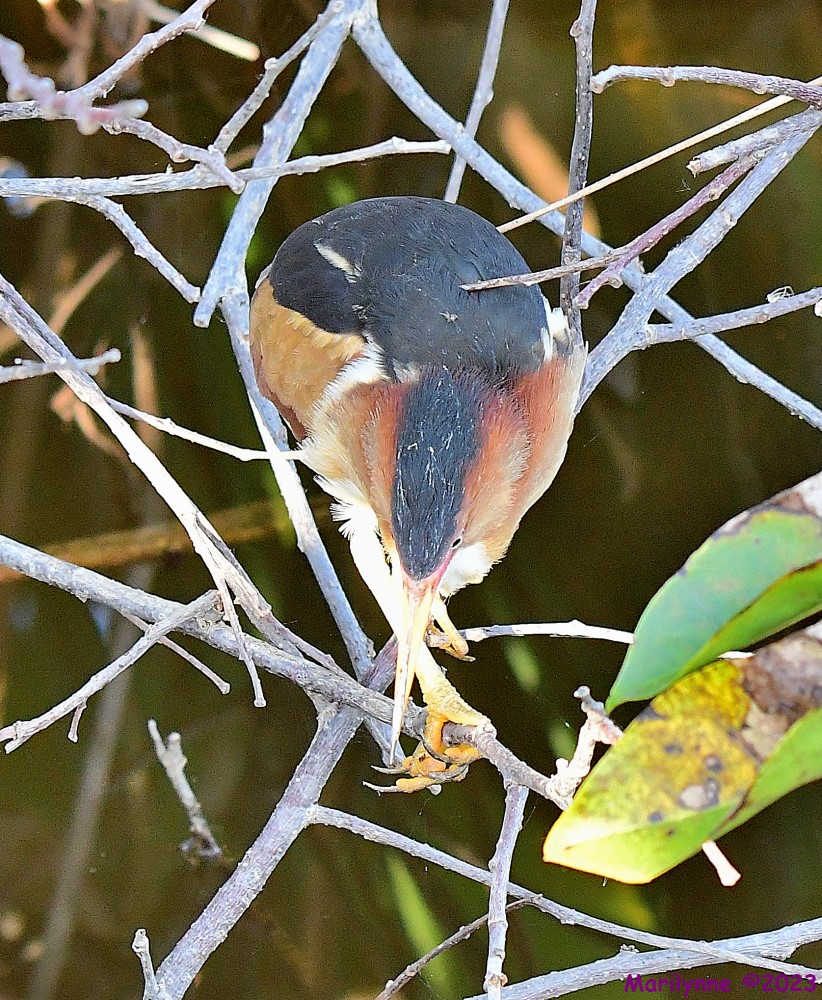 DSC_3401_001.JPG