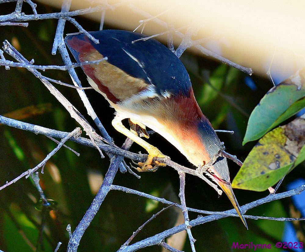 DSC_3403_001.JPG