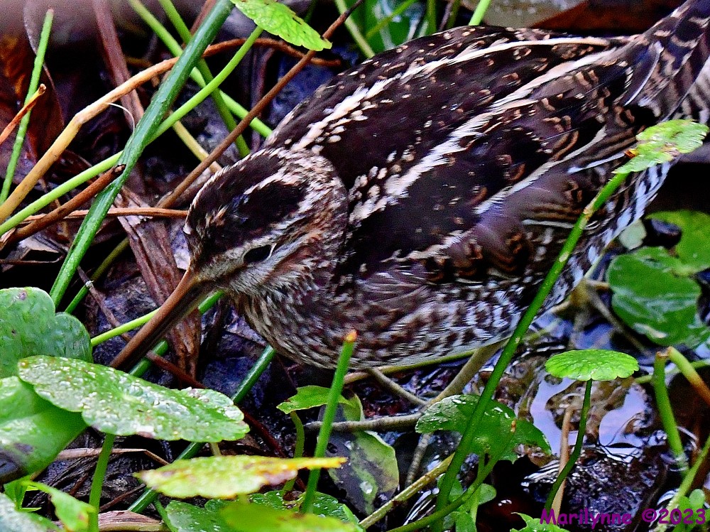 DSC_3403_001.JPG