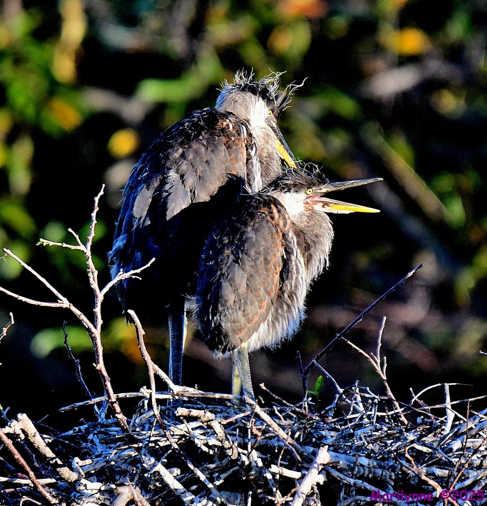 DSC_3403_001.JPG