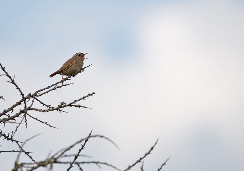 DSC_3406.jpg