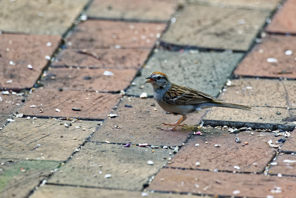 DSC_3407_DxO.jpg