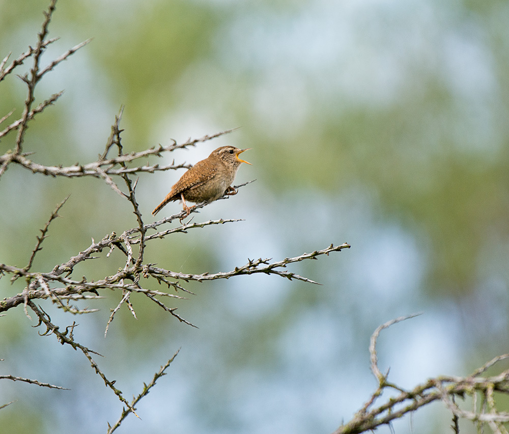 DSC_3410.jpg