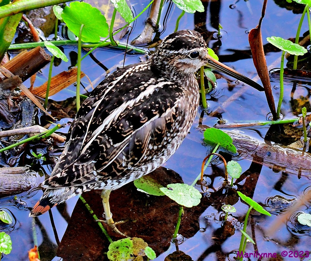 DSC_3410_001.JPG