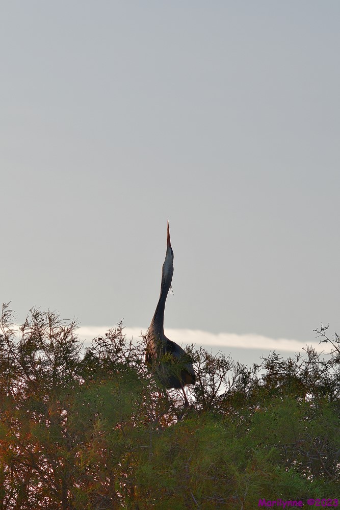DSC_3411_001.JPG