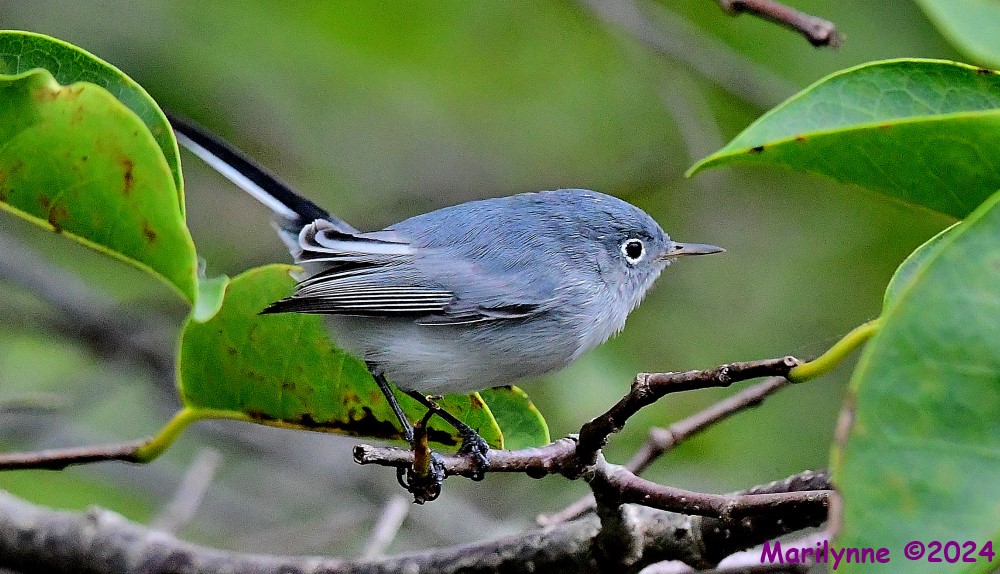 DSC_3411_001.JPG
