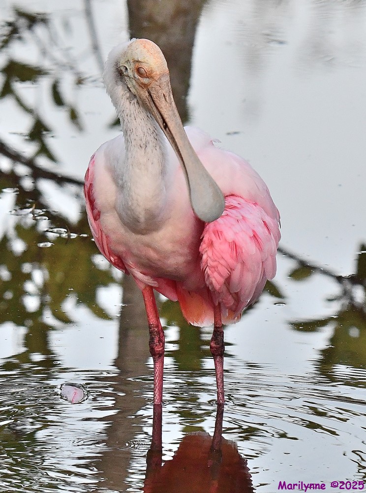 DSC_3412_001.JPG