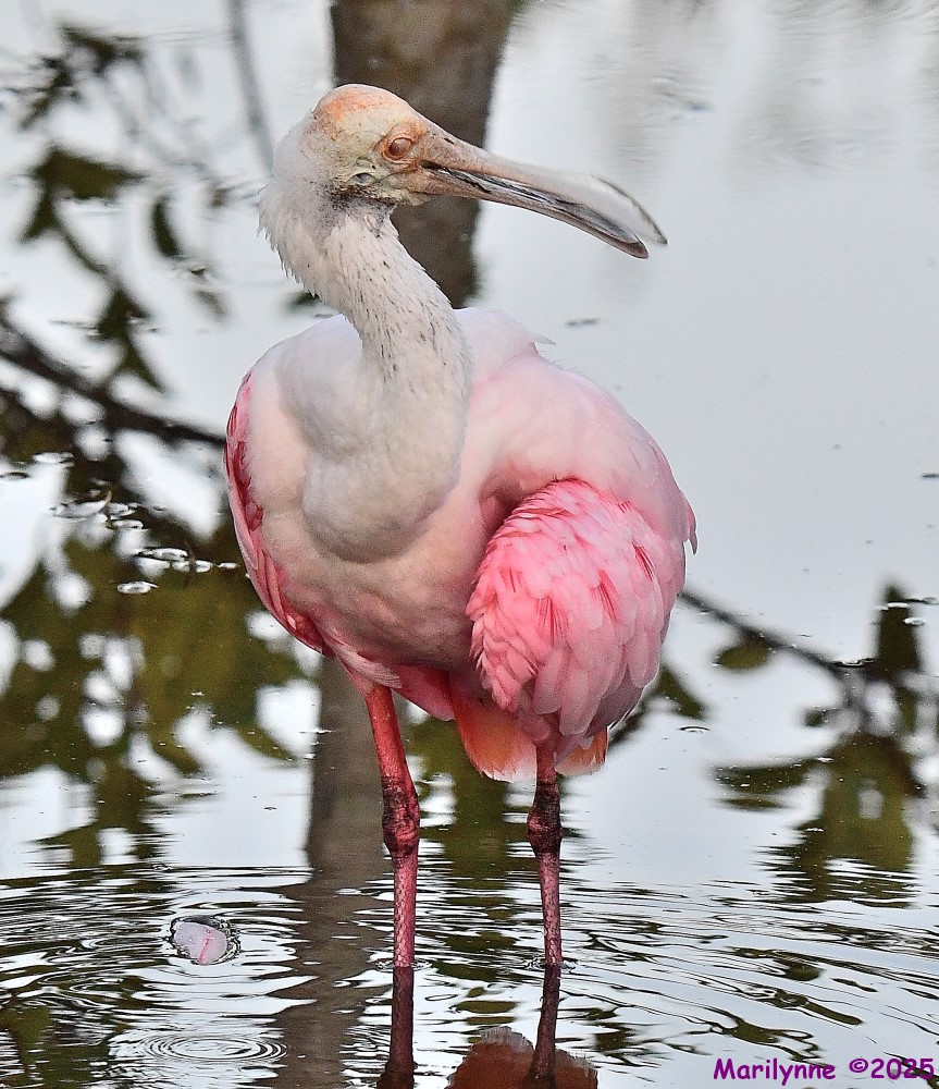 DSC_3413_001.JPG