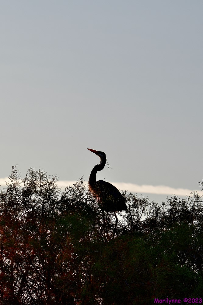 DSC_3414_001.JPG