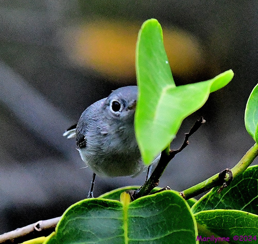 DSC_3414_001.JPG