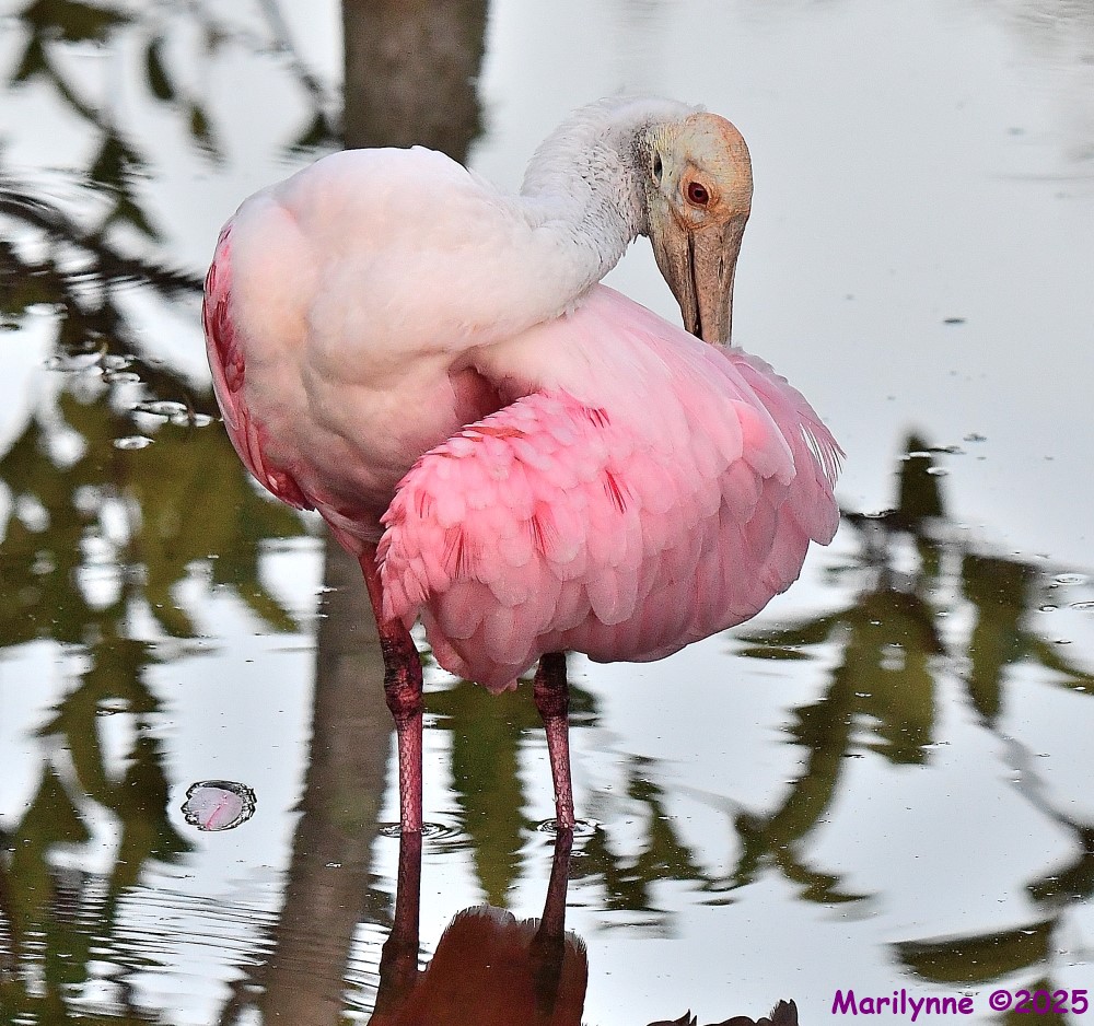 DSC_3415_001.JPG
