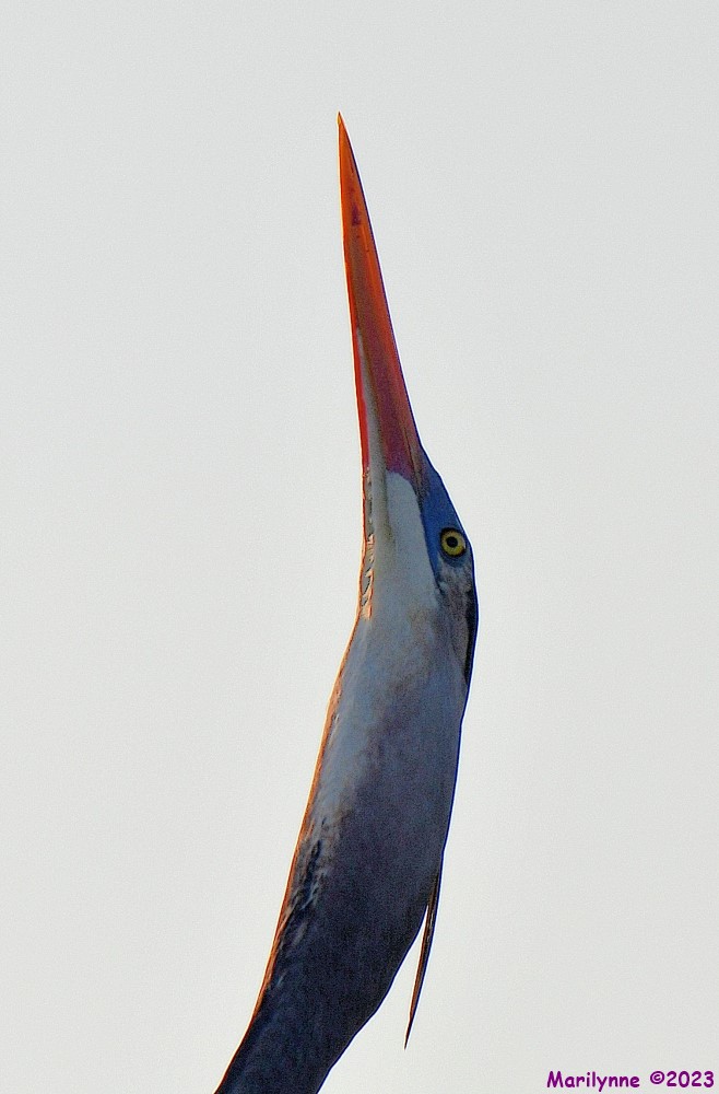 DSC_3417_001.JPG