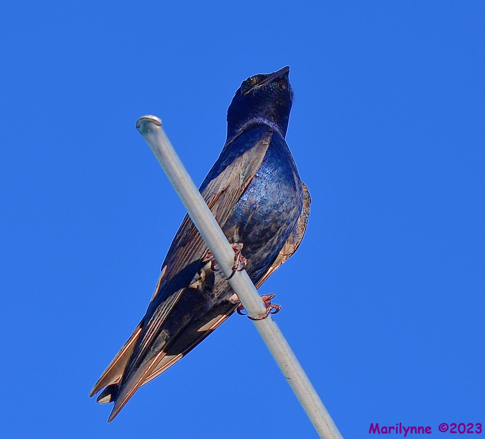 DSC_3419_001.JPG