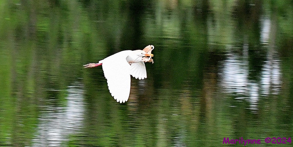 DSC_3420_001.JPG