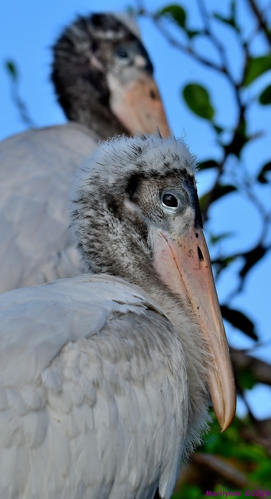 DSC_3420_001.JPG