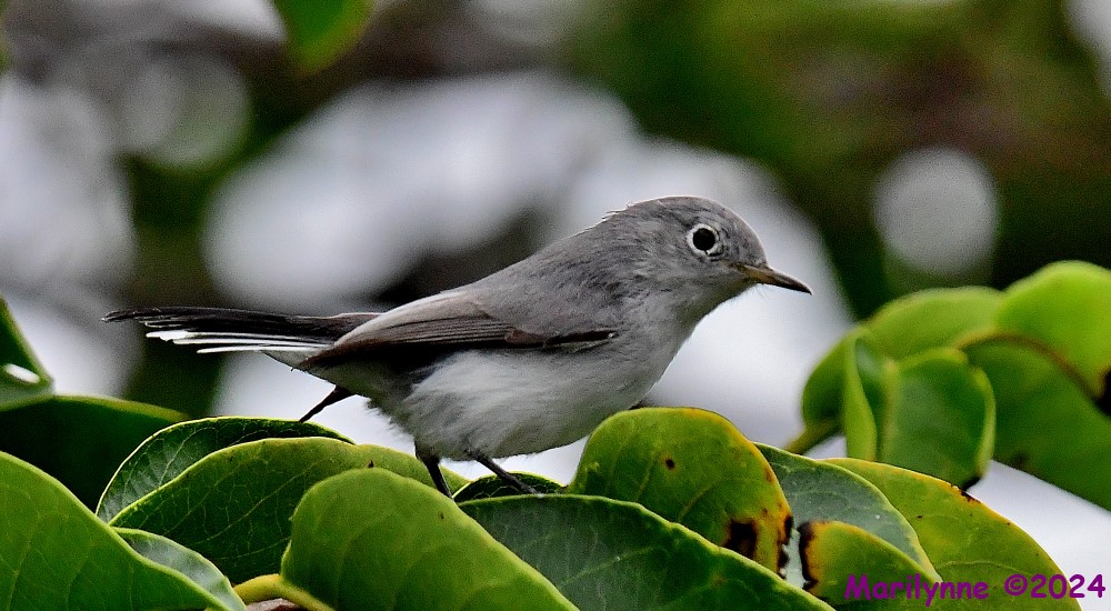 DSC_3420_001.JPG