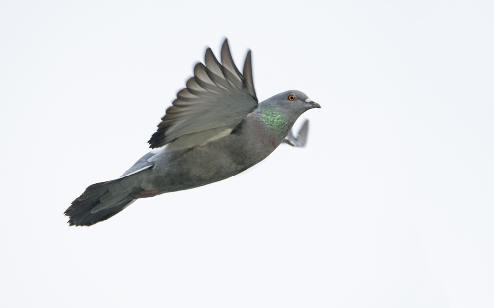 DSC_3421.jpg