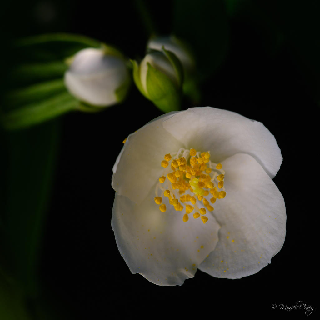 DSC_3421.jpg