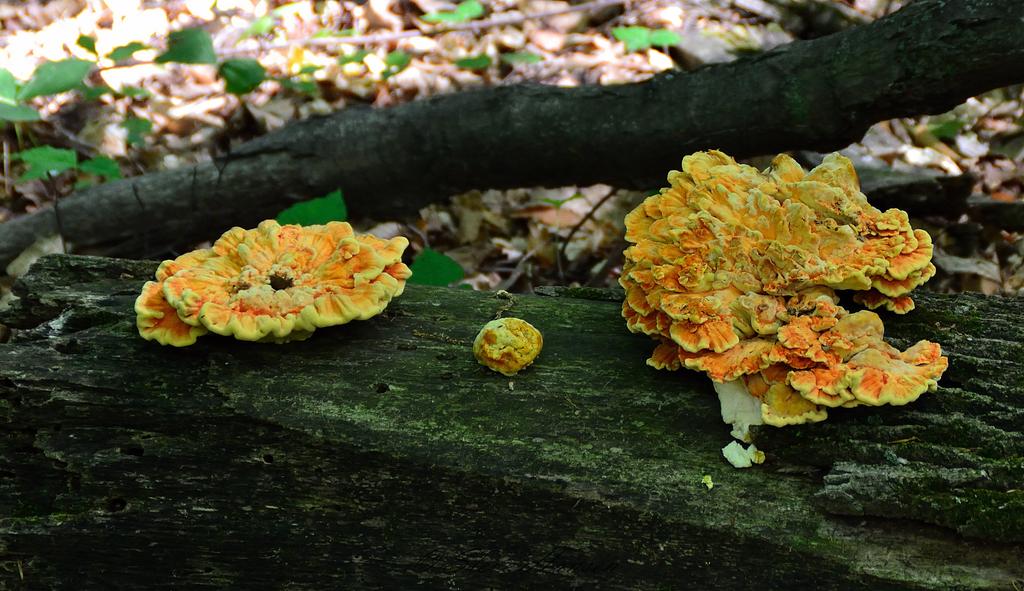 DSC_3421.jpg