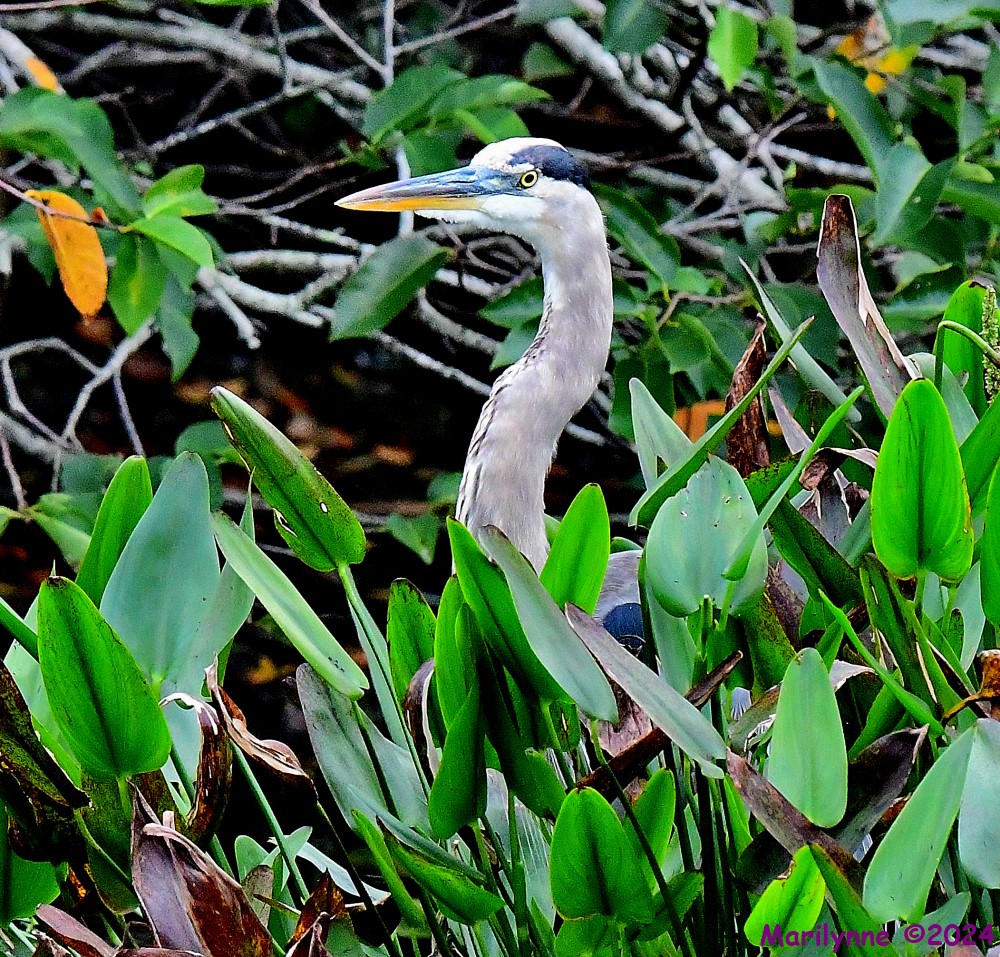 DSC_3422_001.JPG