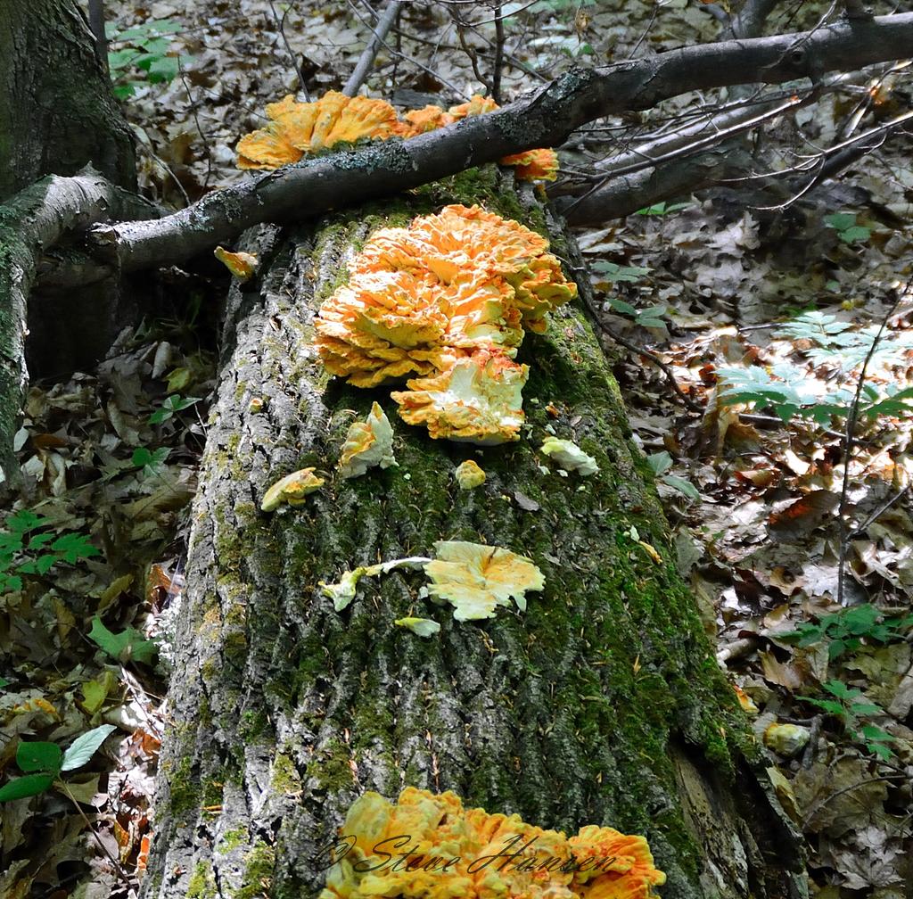 DSC_3423.jpg