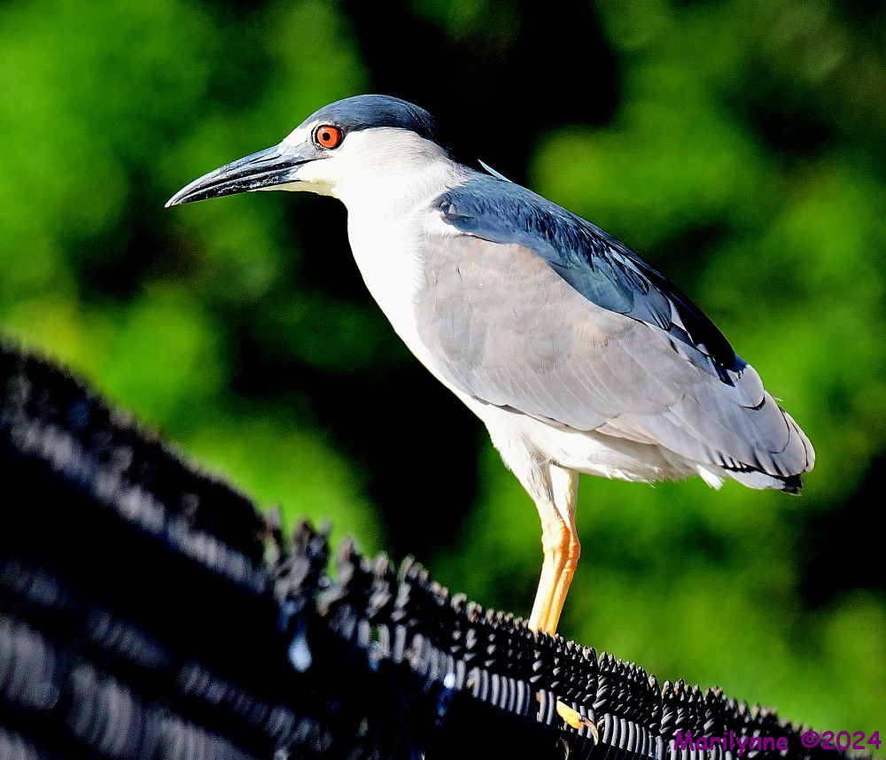 DSC_3424_001.JPG