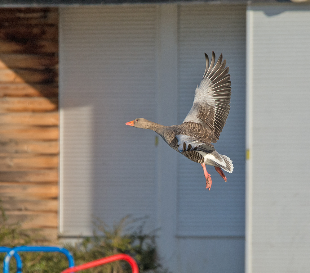 DSC_3425.jpg