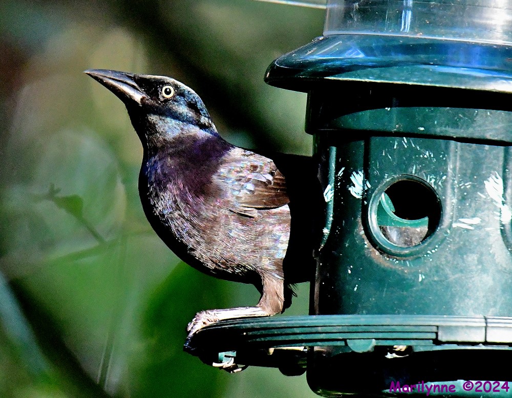 DSC_3425_001.JPG