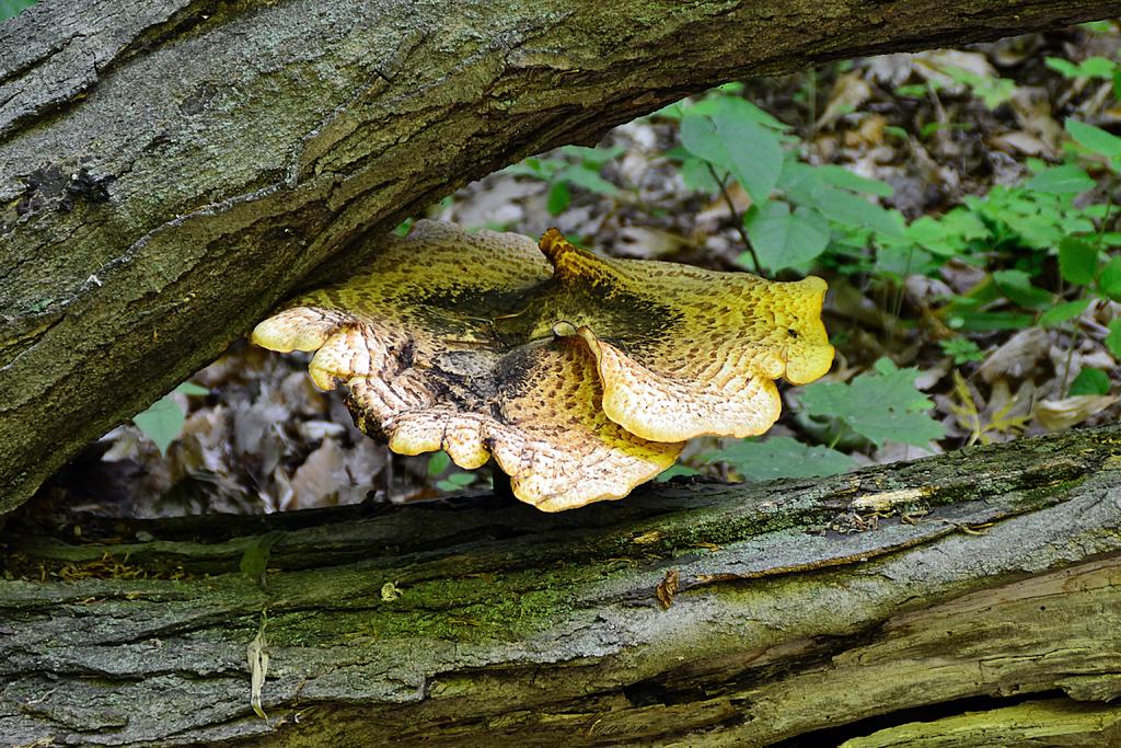 DSC_3426.jpg