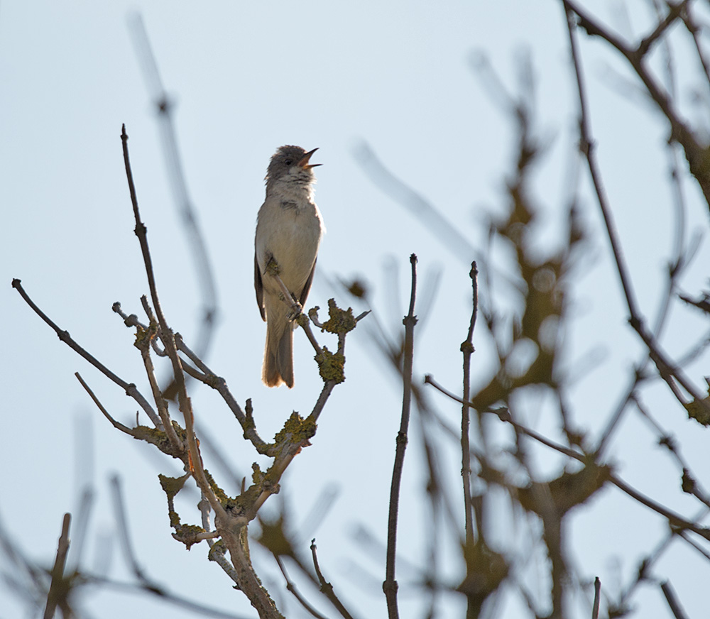 DSC_3431.jpg