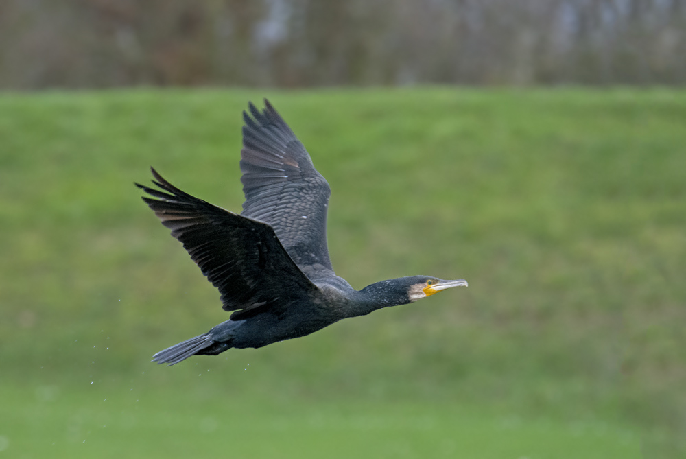 DSC_3431.jpg