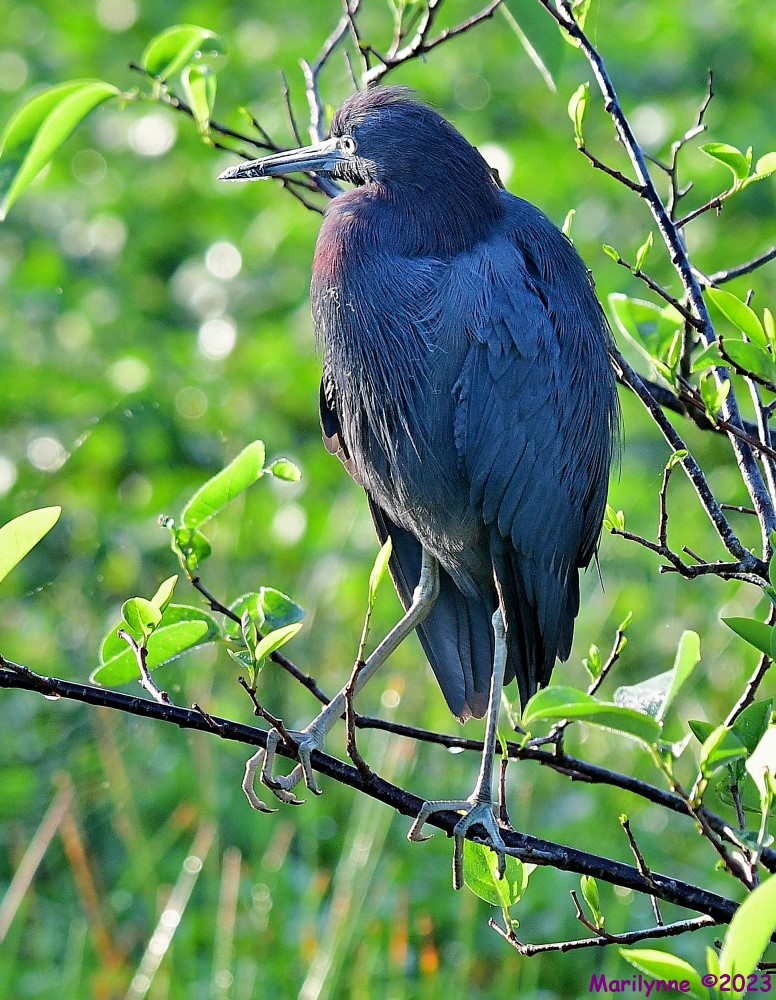 DSC_3431_001.JPG