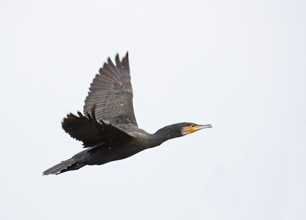 DSC_3432.jpg