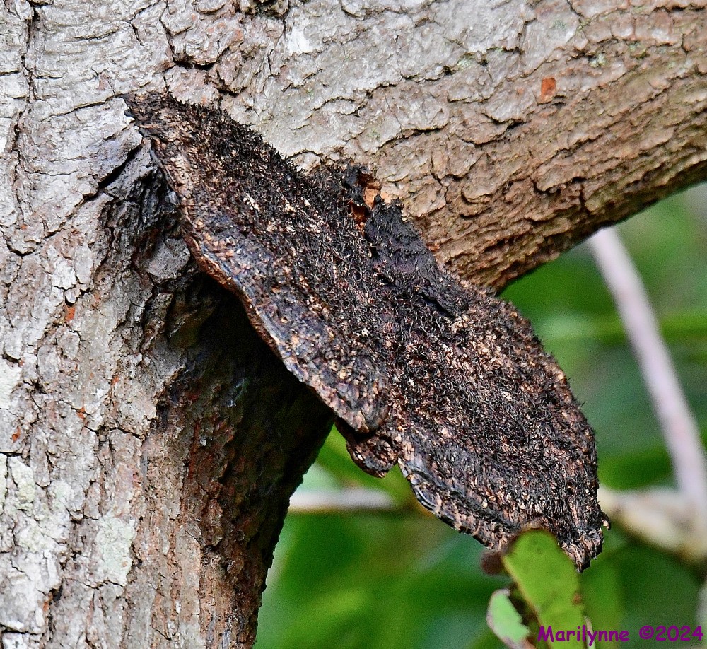 DSC_3432_001.JPG