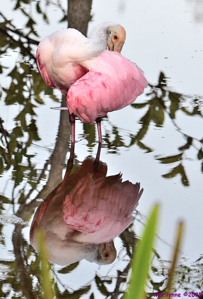 DSC_3433_001.JPG