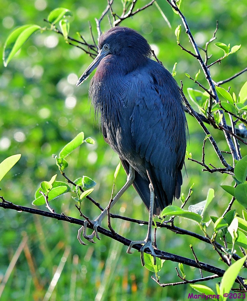 DSC_3434_001.JPG