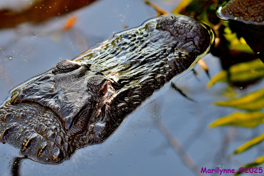 DSC_3434_001.JPG