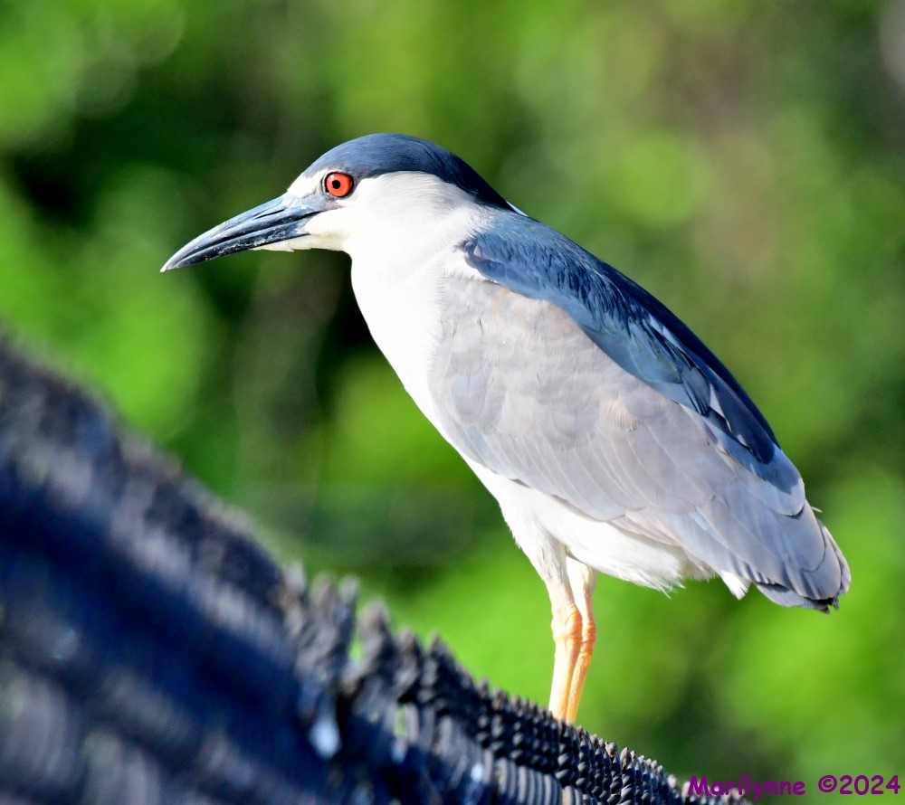 DSC_3435_001.JPG